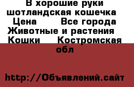 В хорошие руки шотландская кошечка › Цена ­ 7 - Все города Животные и растения » Кошки   . Костромская обл.